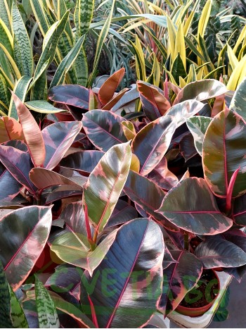 Фикус ( Ficus Tineke )